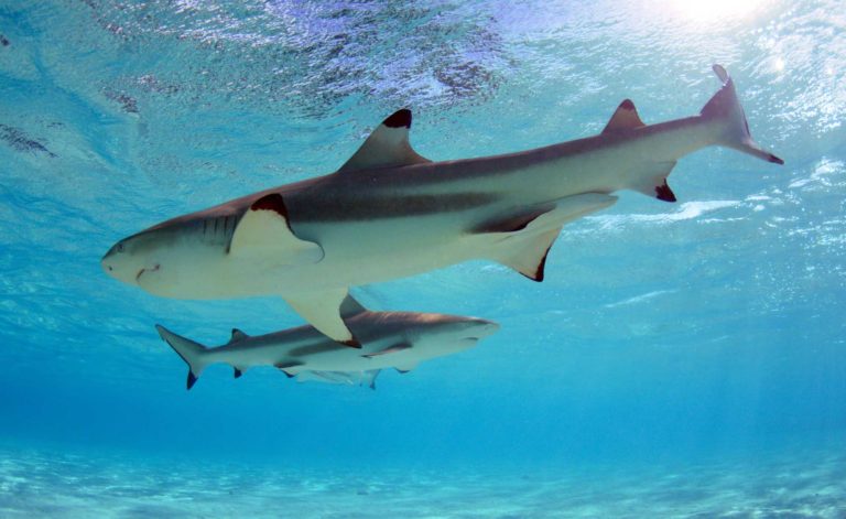 Nagez Avec Raies Et Requins Moorea Ocean Adventures