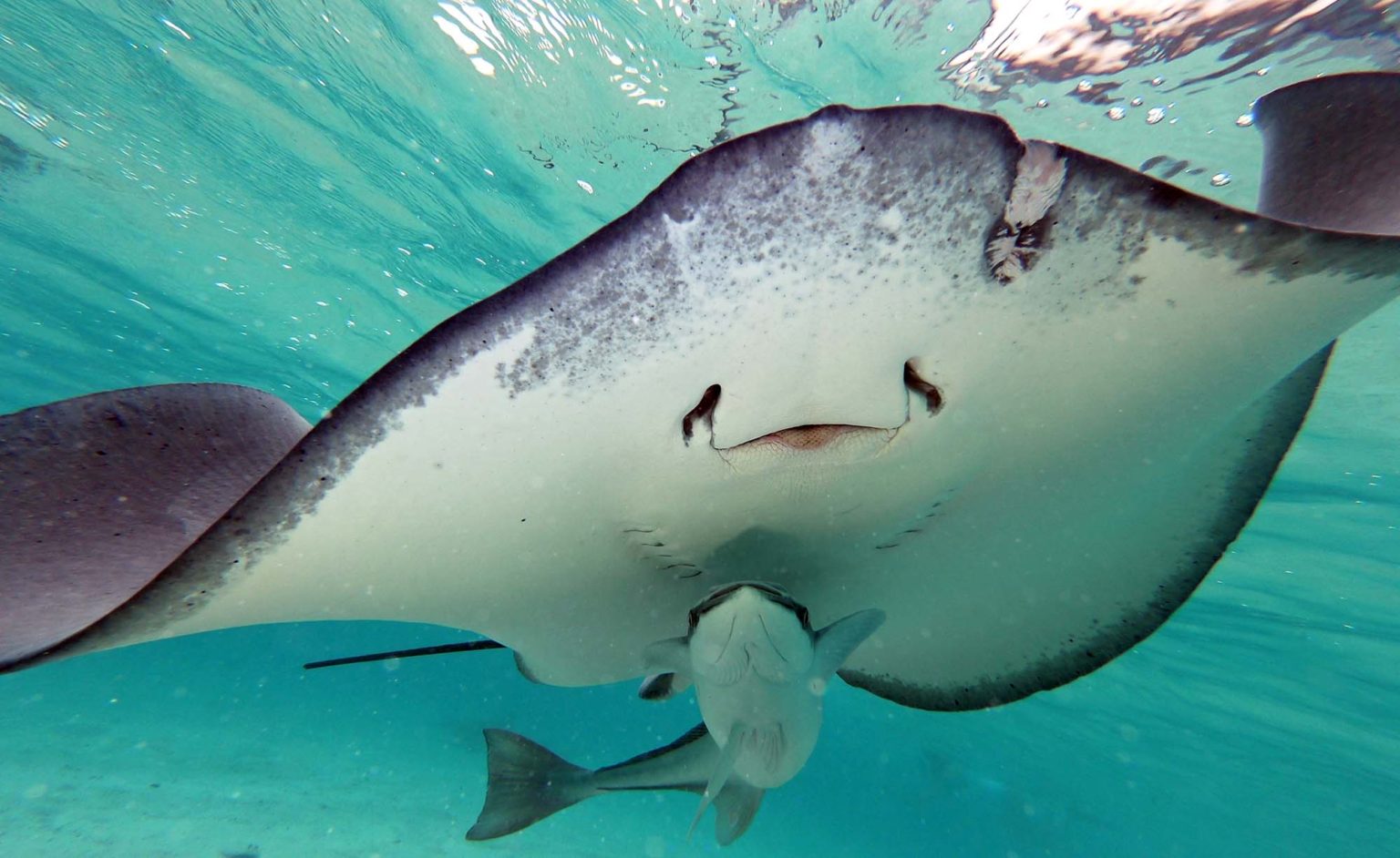 Moorea Swim With Sharks And Rays Moorea Ocean Adventures