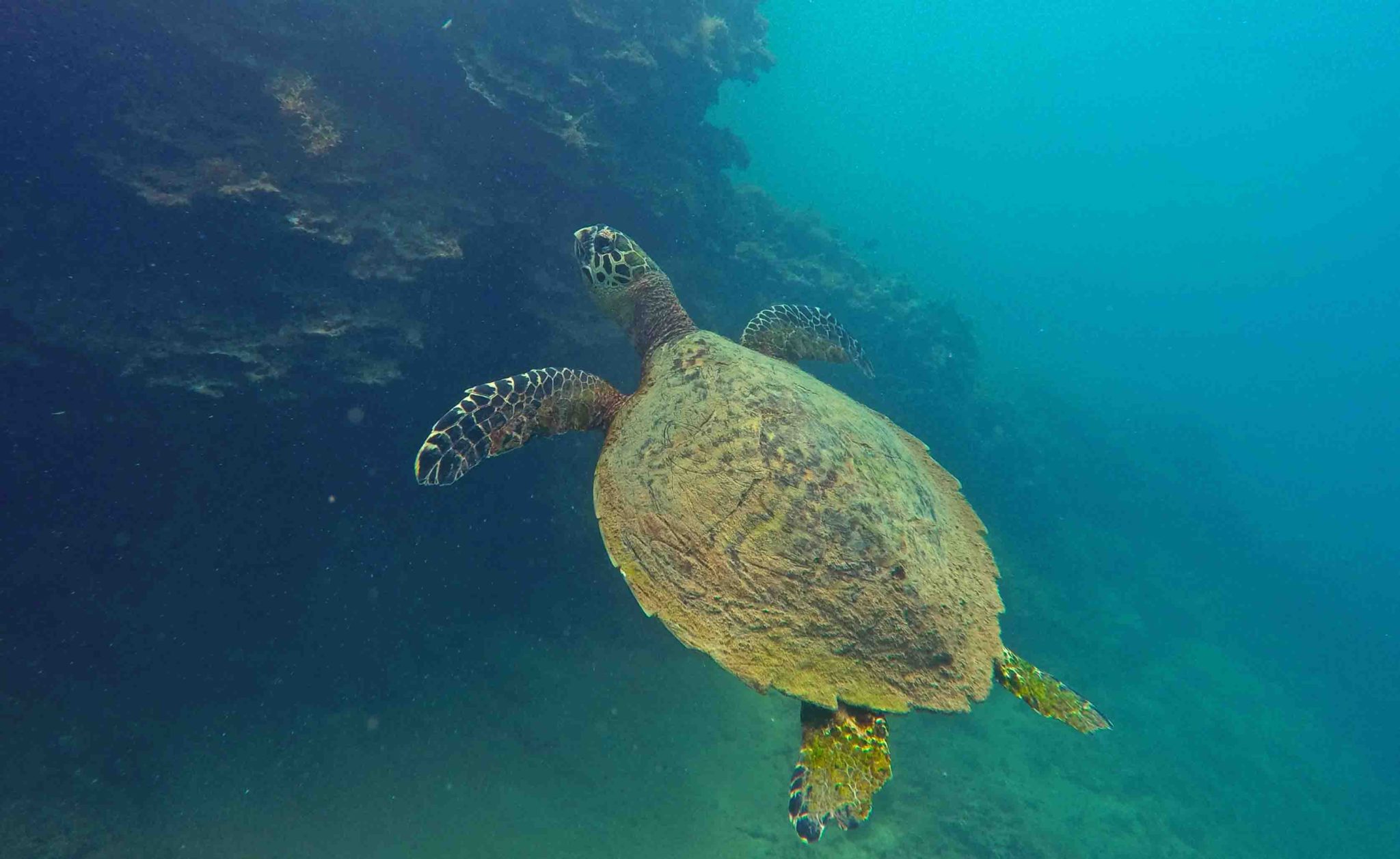 Esp Ces Marines Embl Matiques Moorea Ocean Adventures