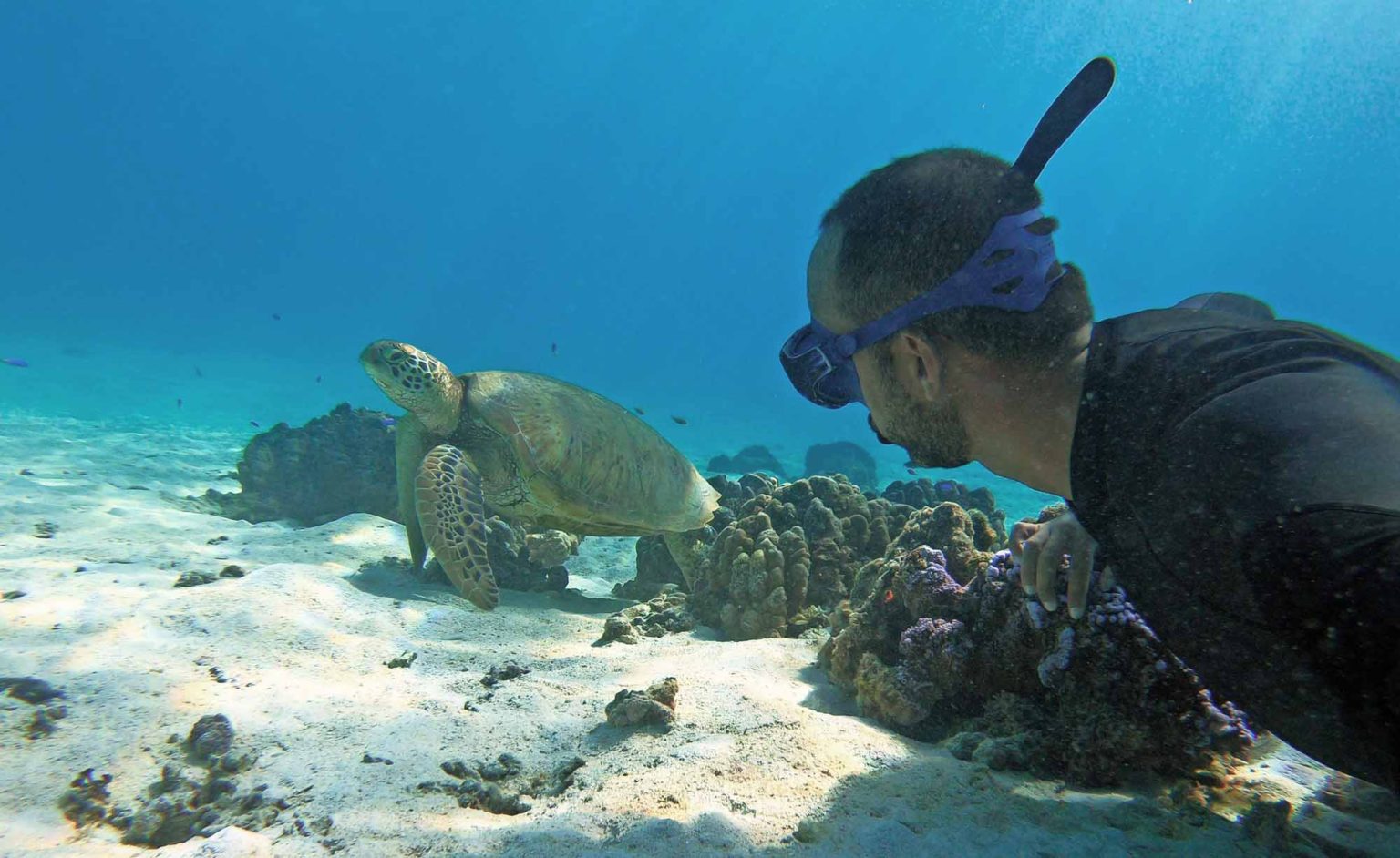 Tortues Marines Moorea Ocean Adventures