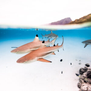 Wildlife tour Moorea - HALF DAY