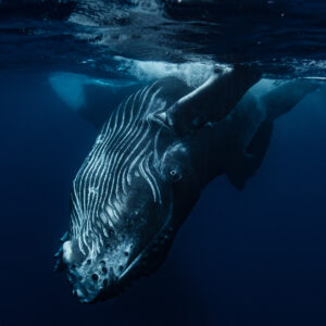 Whale tour Moorea - FULL DAY