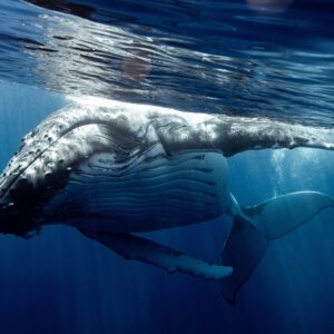 5 days EXPEDITIONS (accomodation included)