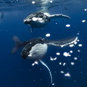Whale tour Tahiti - FULL DAY