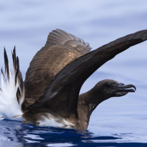 Wildlife tour Tahiti - HALF DAY