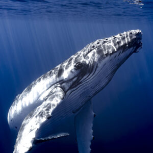 Whale tour Tahiti - HALF DAY