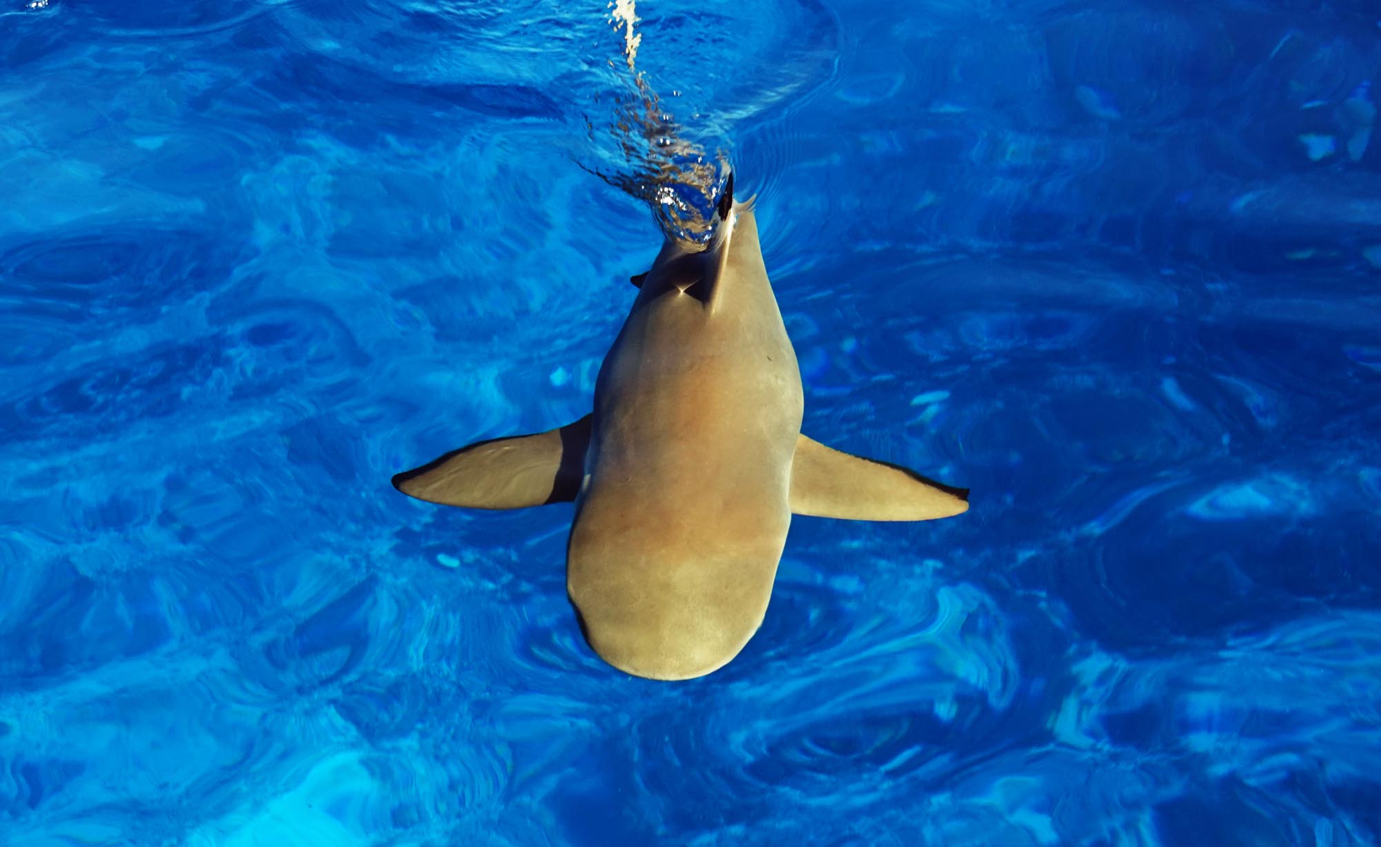 Blacktip sharks Moorea Ocean Adventures Marine wildlife tours