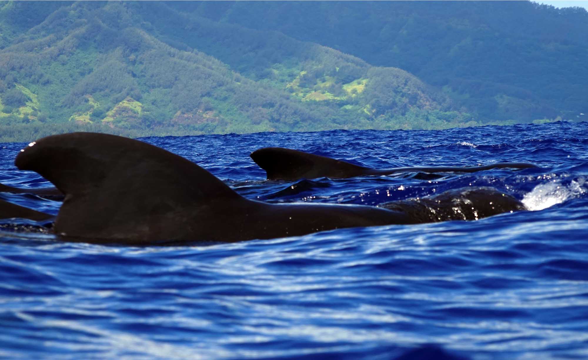 Pilot whales watching Moorea Marine Wildlife Private Tours