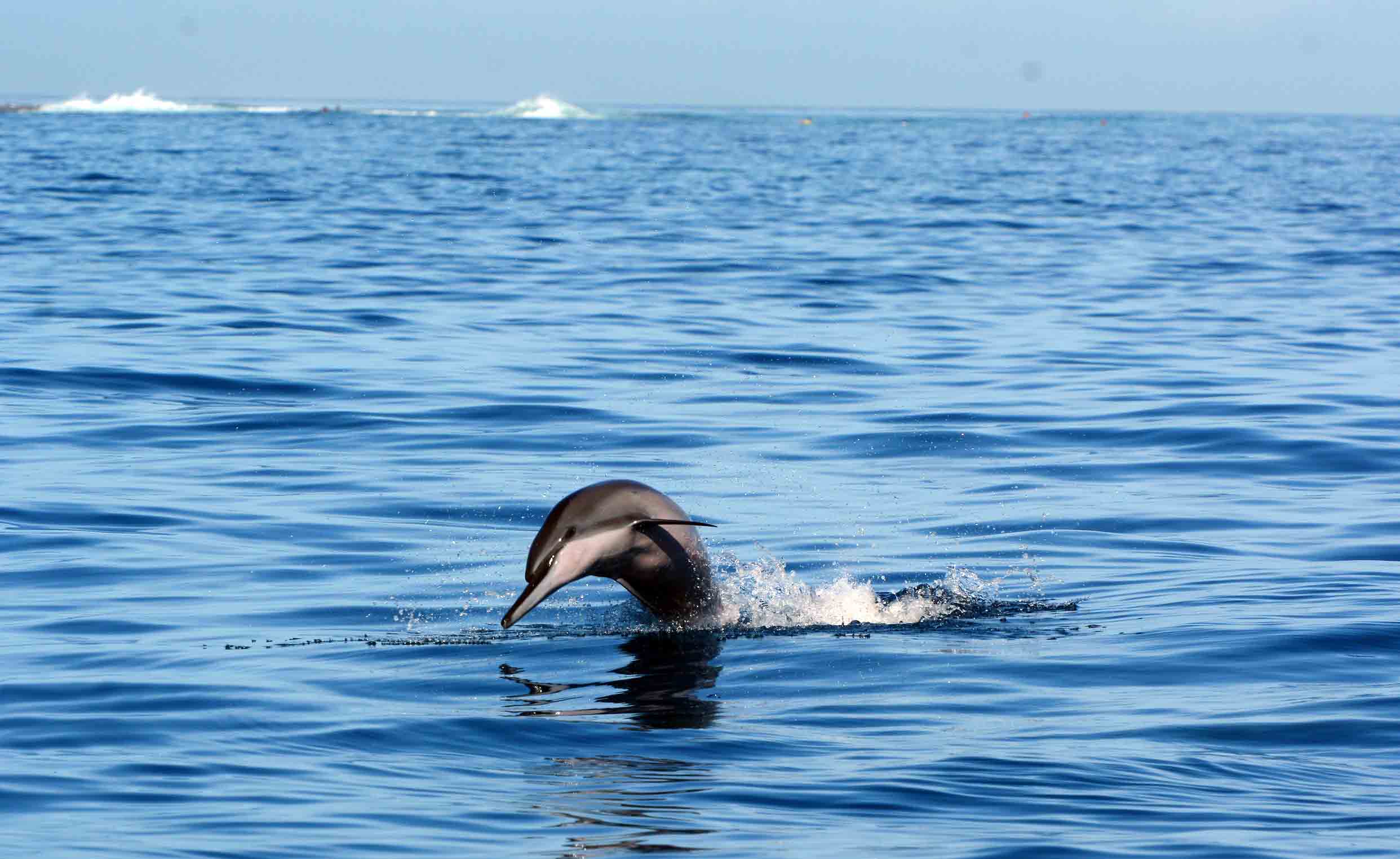 Swim with Dolphins Moorea Ocean Adventures