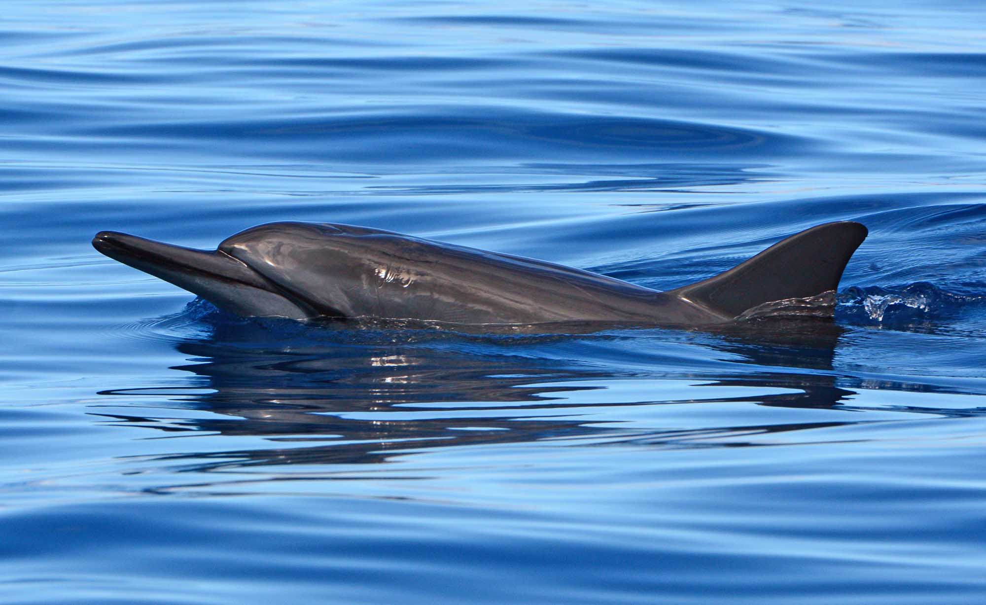 Spinner dolphin watching Private Boat Tours Moorea Ocean Adventures