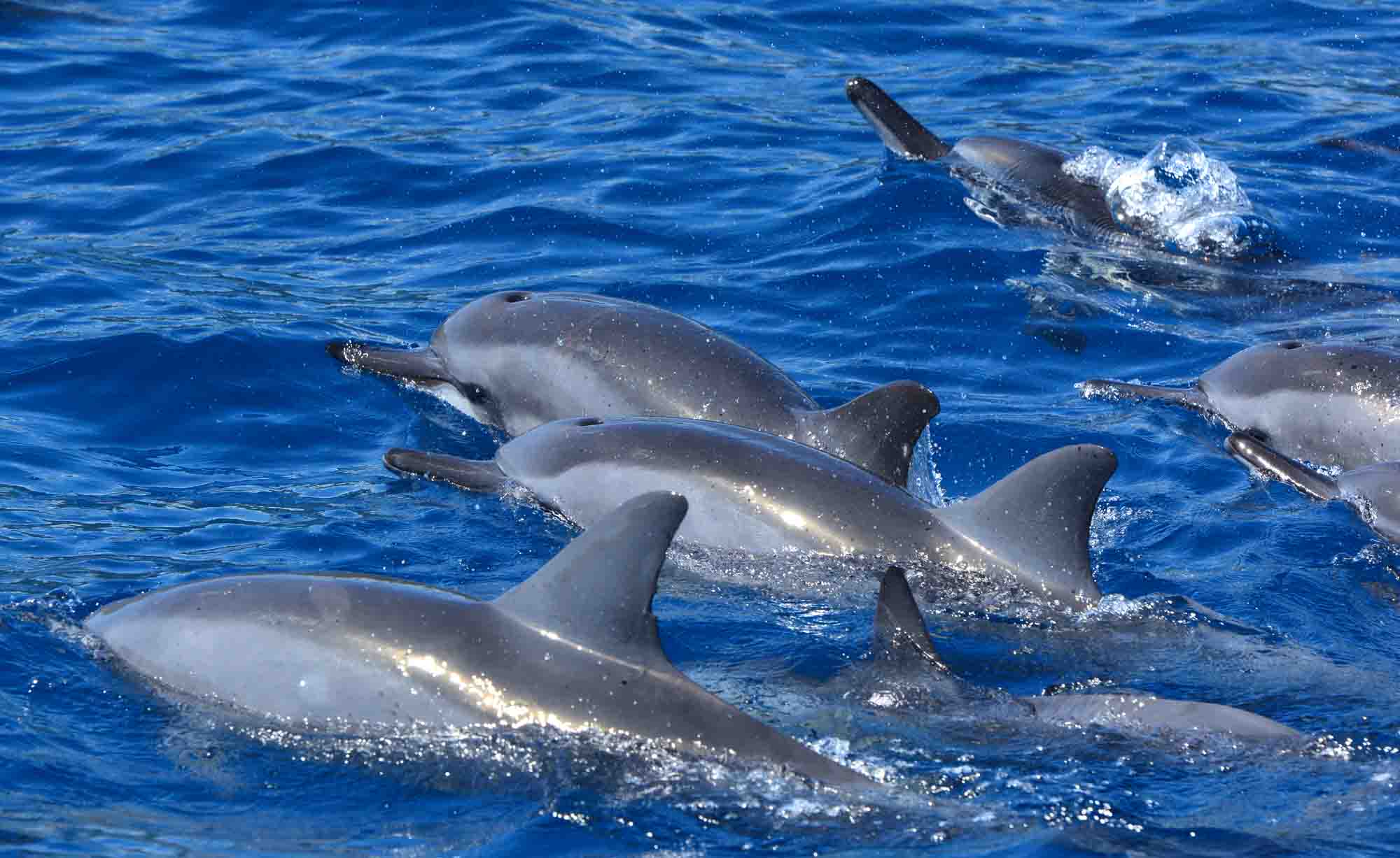 Spinner dolphin watching Private Boat Tours Moorea Ocean Adventures