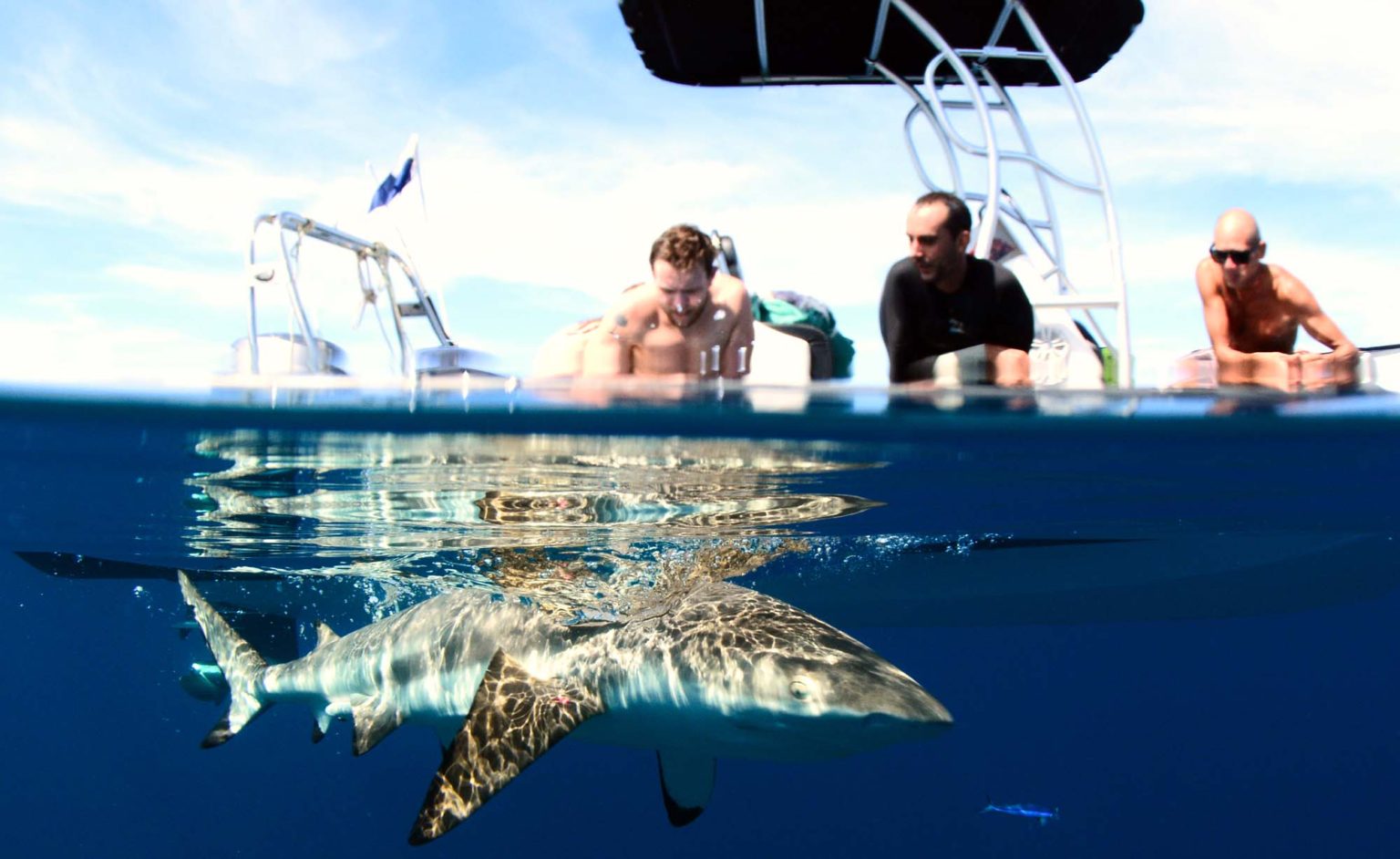 Requins De Récif - Moorea Ocean Adventures