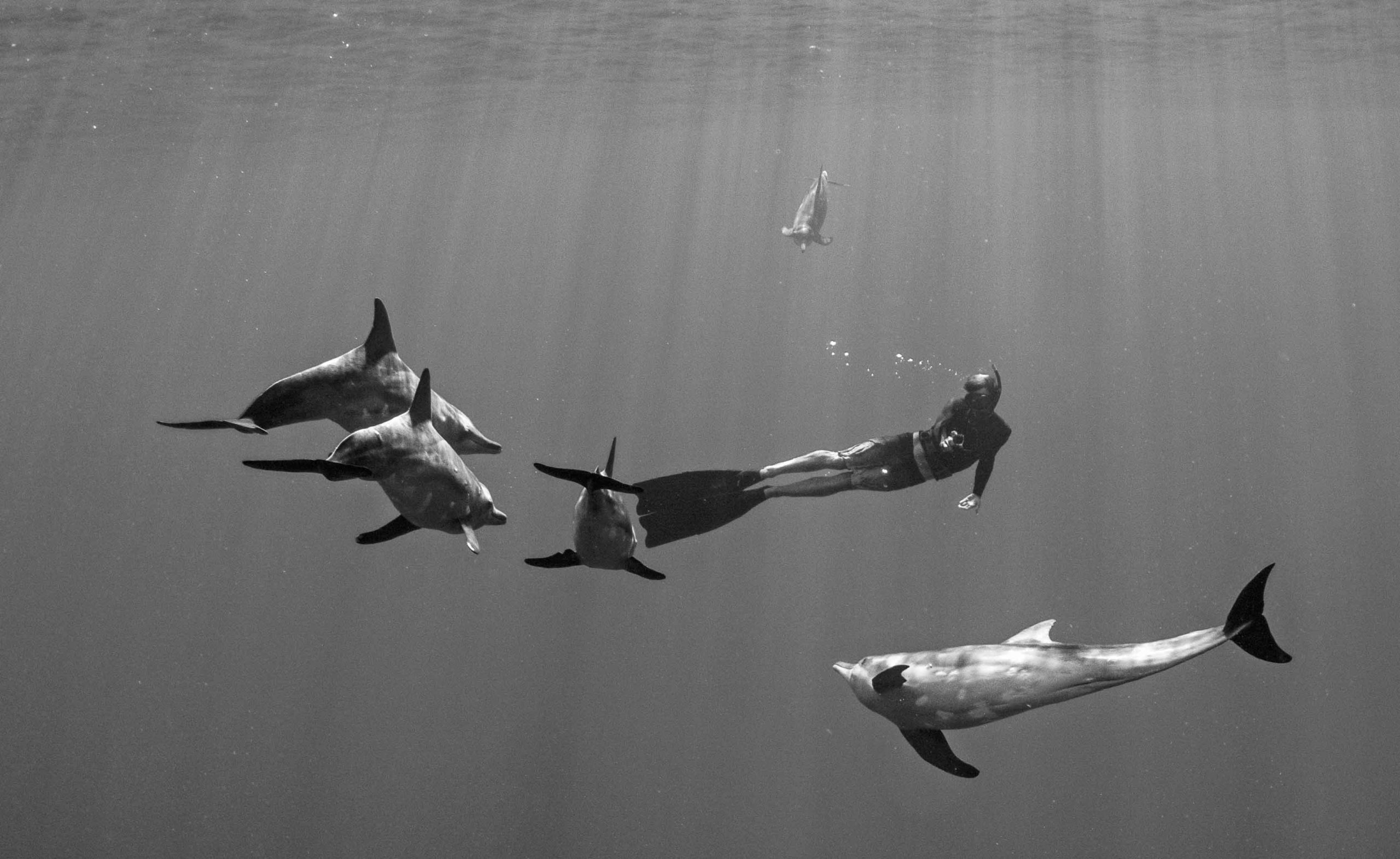 Snorkeling with dolphins Best Tour Moorea Ocean Adventures