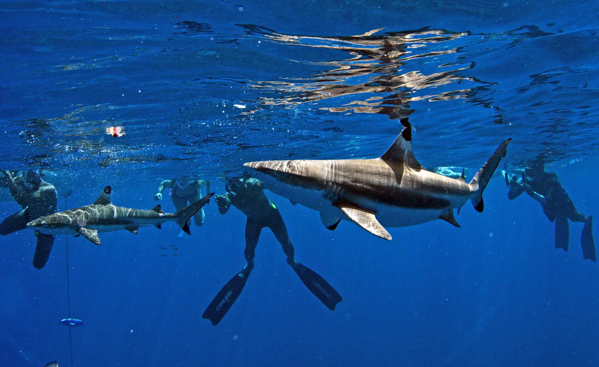 Swim with sharks Moorea Ocean Adventures Private Snorkeling Tour