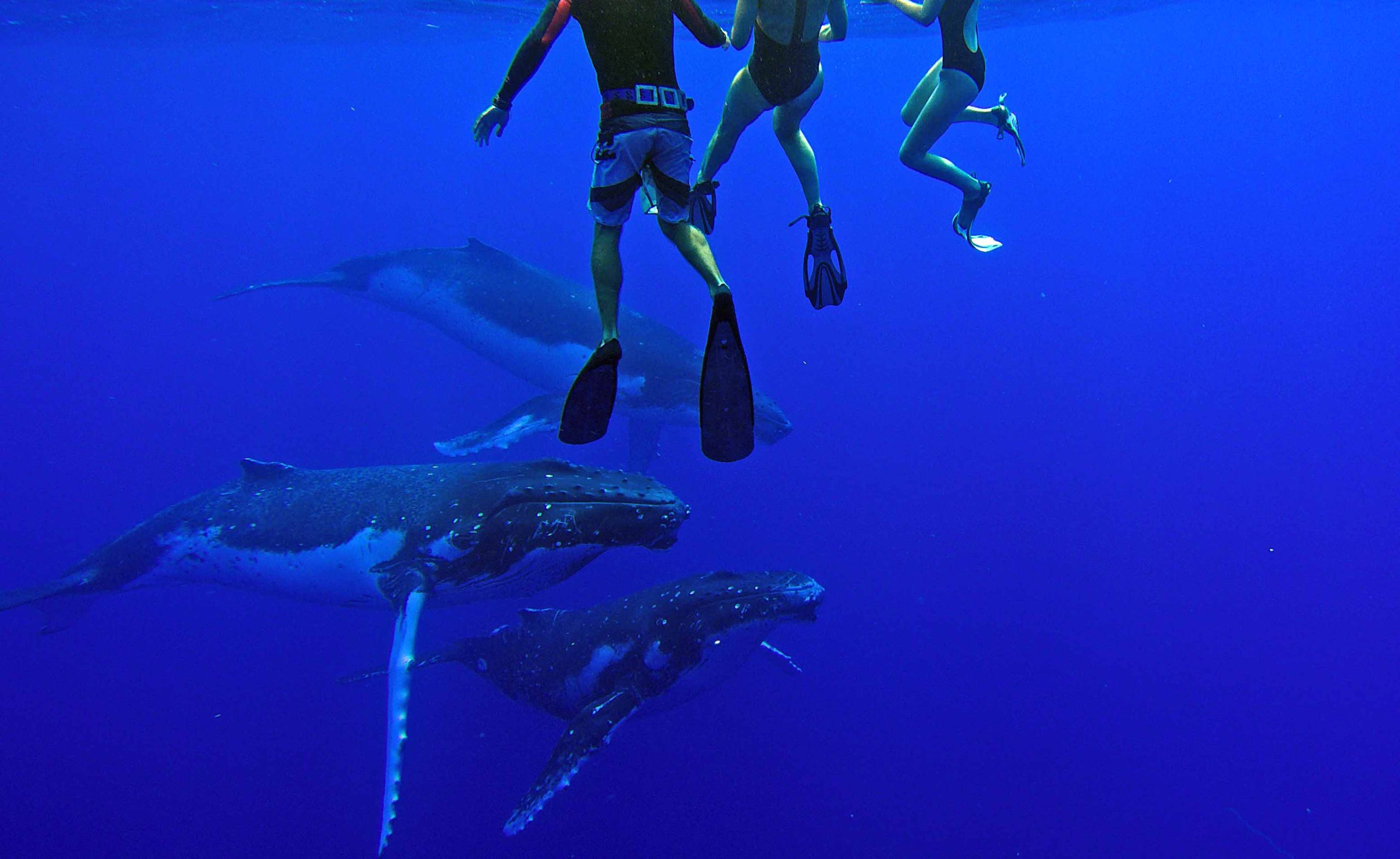Swim with Humpback Whales Snorkeling Private Boat Tour Moorea Ocean Adventures