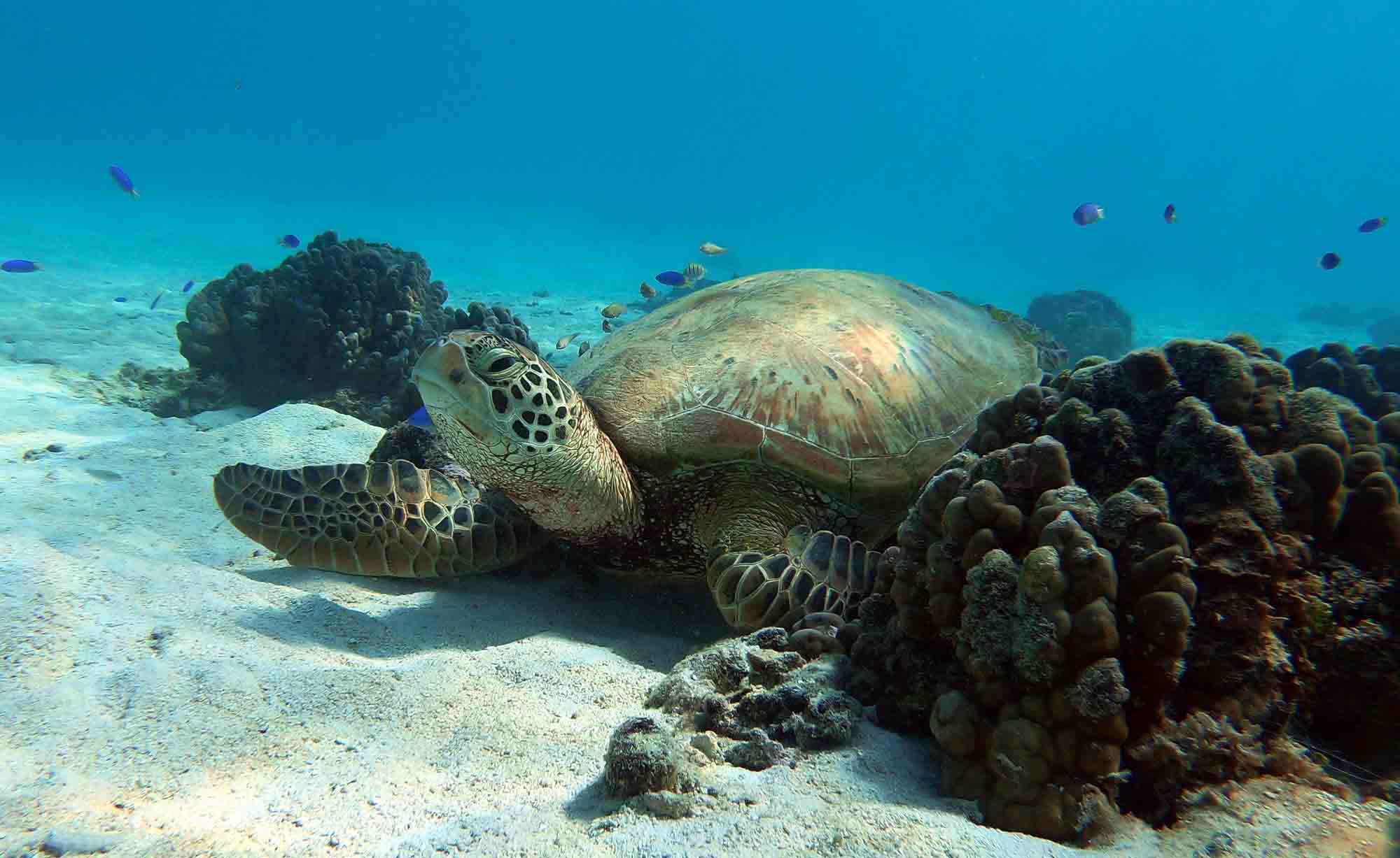 SeaTurtle Snorkeling swim with turtles Moorea Ocean Adventures