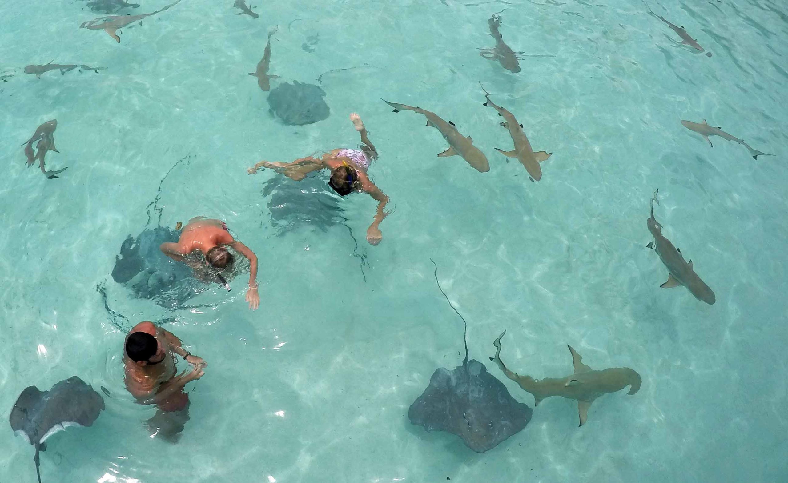 Stingrays Sharks Moorea Island French Polynesia Boat Snorkeling Tours