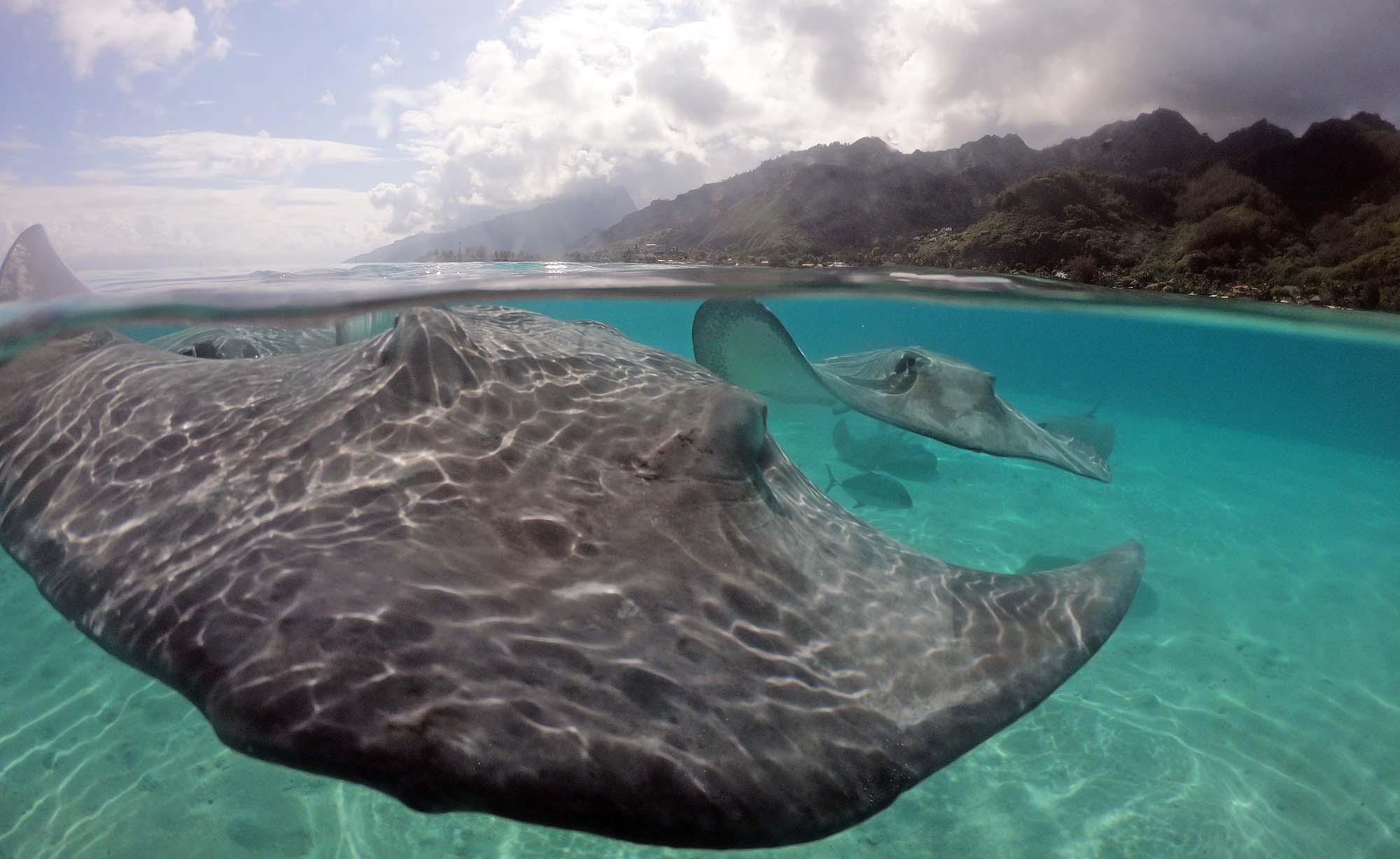 Raies Et Requins (lagon) - Moorea Ocean Adventures