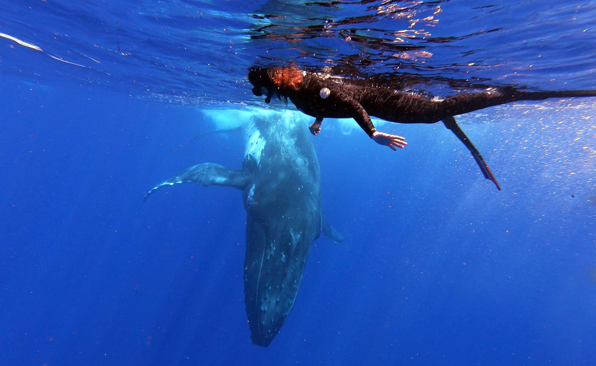 swimming with humpback whales