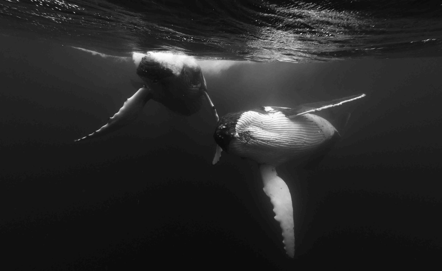 Baleines à Bosse - Moorea Ocean Adventures