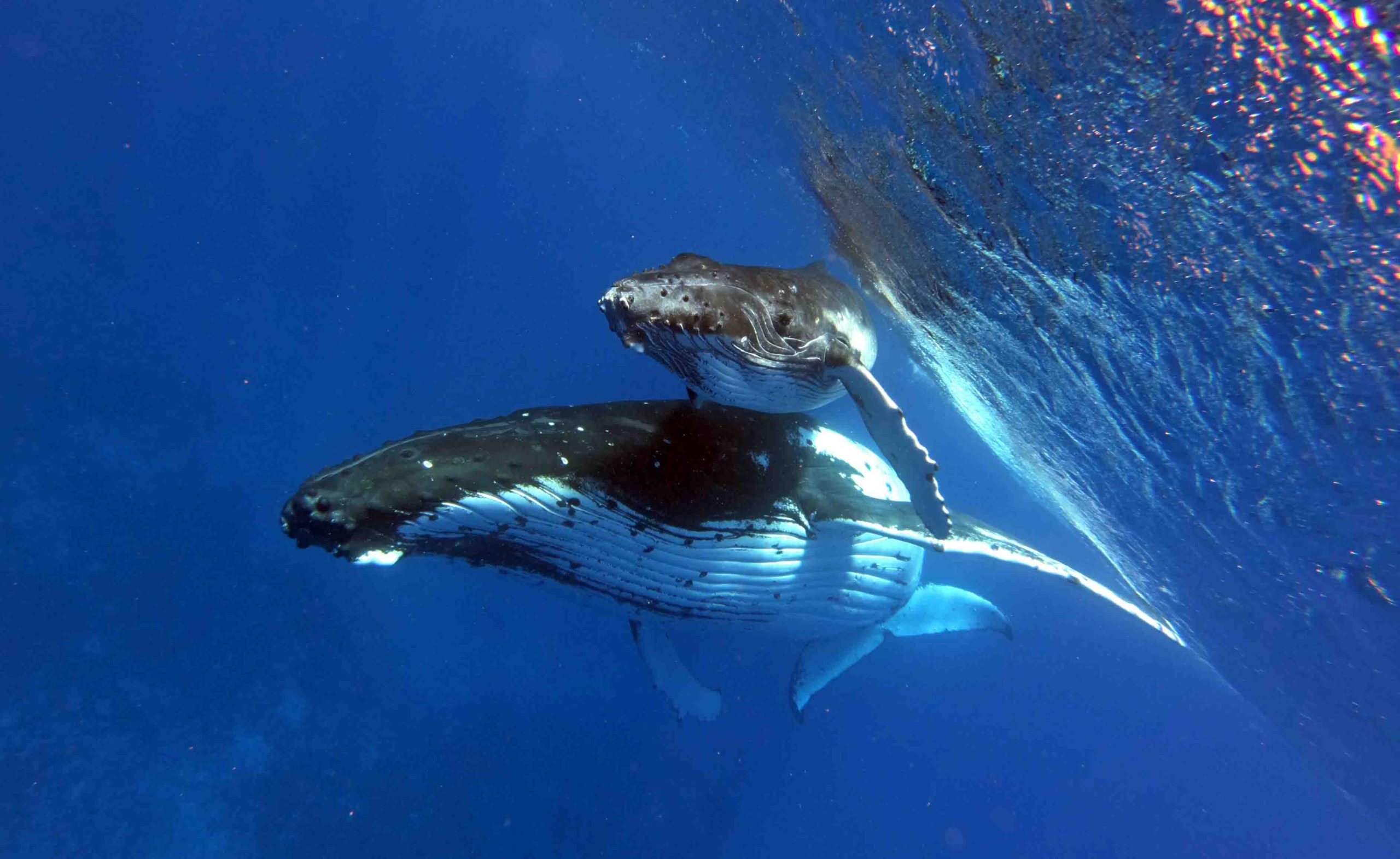 Humpback Whale Swim Tours Moorea Ocean Adventures