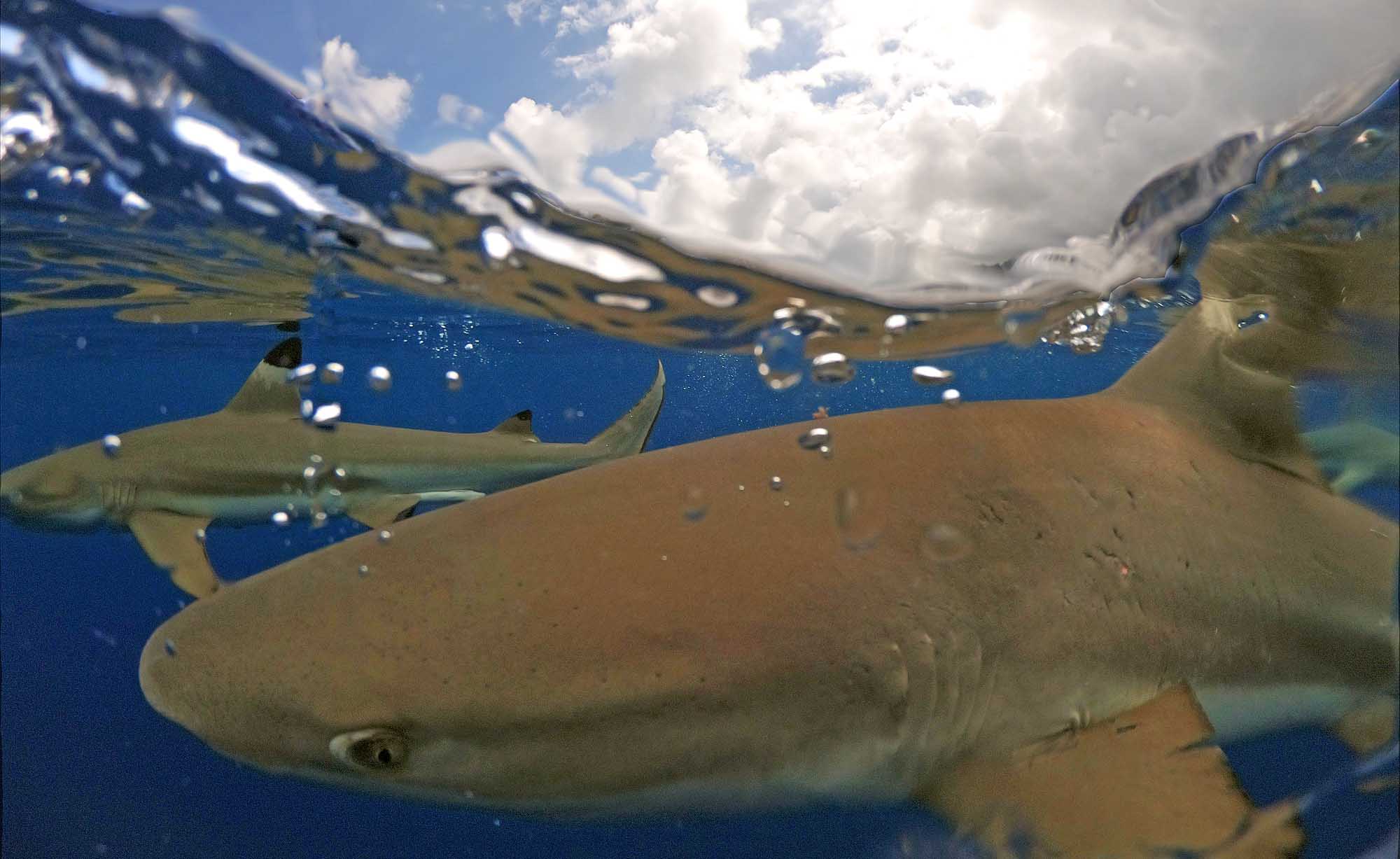 Snorkeling with sharks Moorea Ocean Adventures French Polynesia