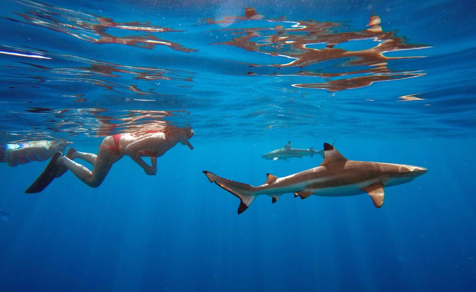 Shark Snorkeling In The Ocean - Moorea Ocean Adventures