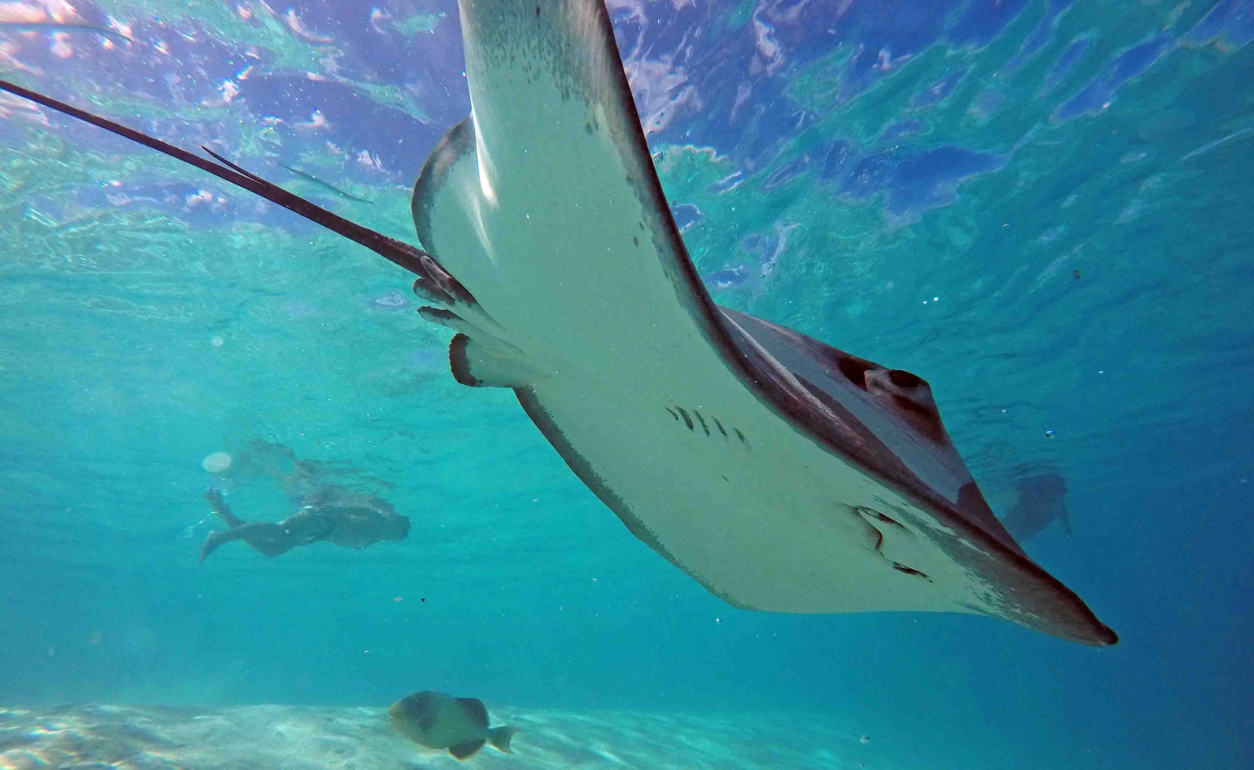 Stingrays Snorkeling Lagoon Private Tours Best Boat Moorea Ocean Adventures