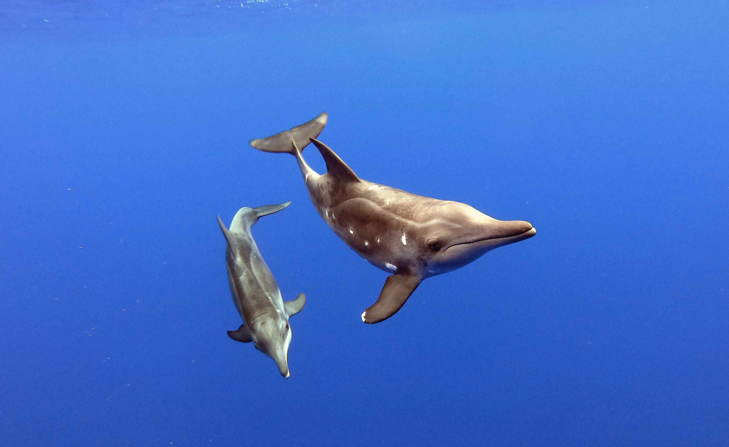 Swim with dolphins Moorea Ocean Adventures