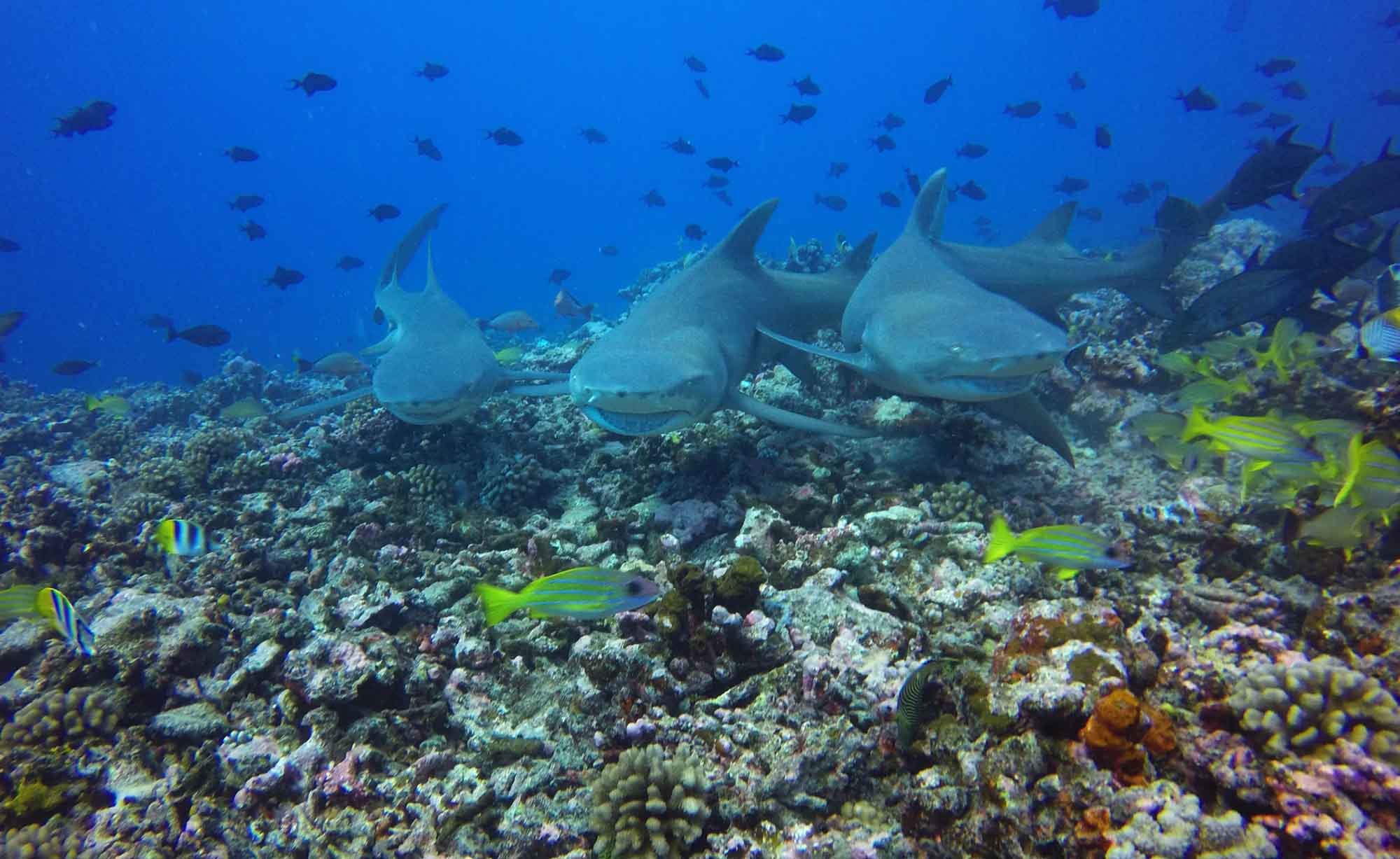 Lemon Sharks Diving Boat Tours Moorea Ocean Adventures