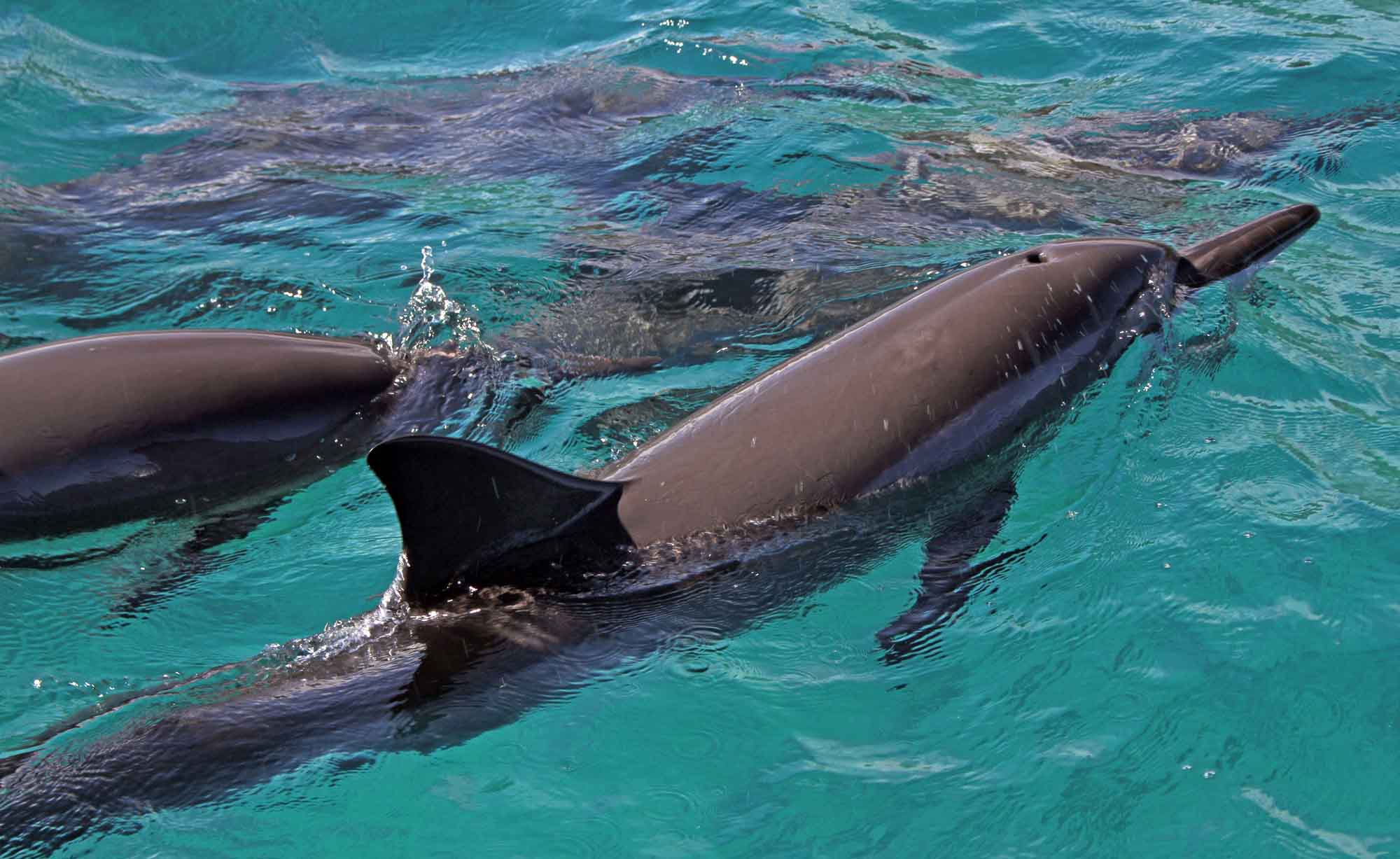 Swim with dolphins Moorea Ocean Adventures