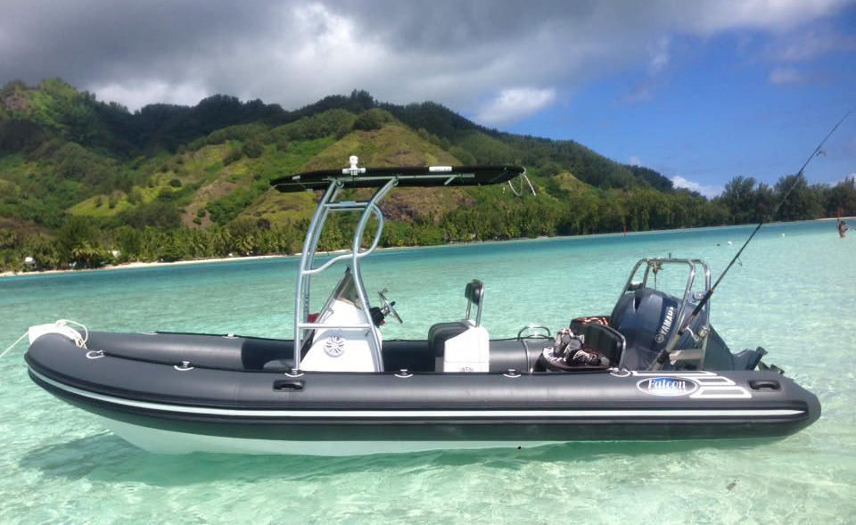 Private Boat Tours Snorkeling Marine life Moorea Ocean Adventures