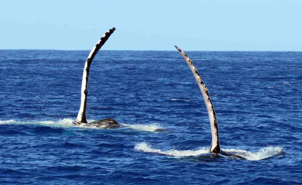 Baleines à Bosse | Moorea Ocean Adventures