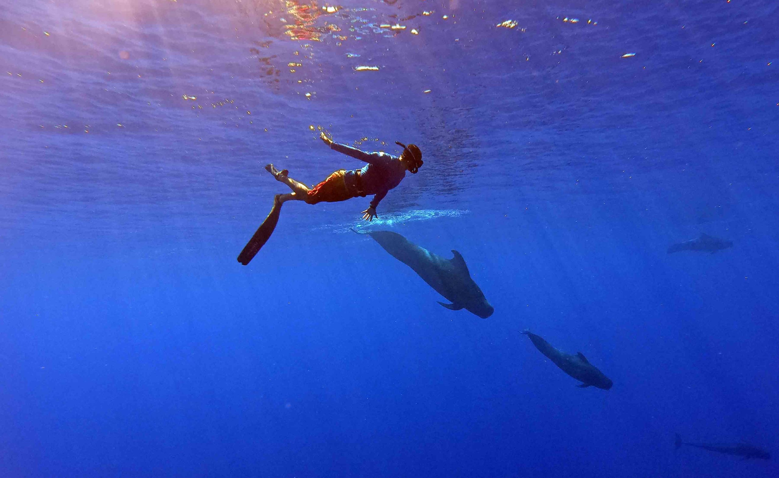 Open water snorkeling bird watching sharks dolphins pelagic private boat tours moorea ocean adventures