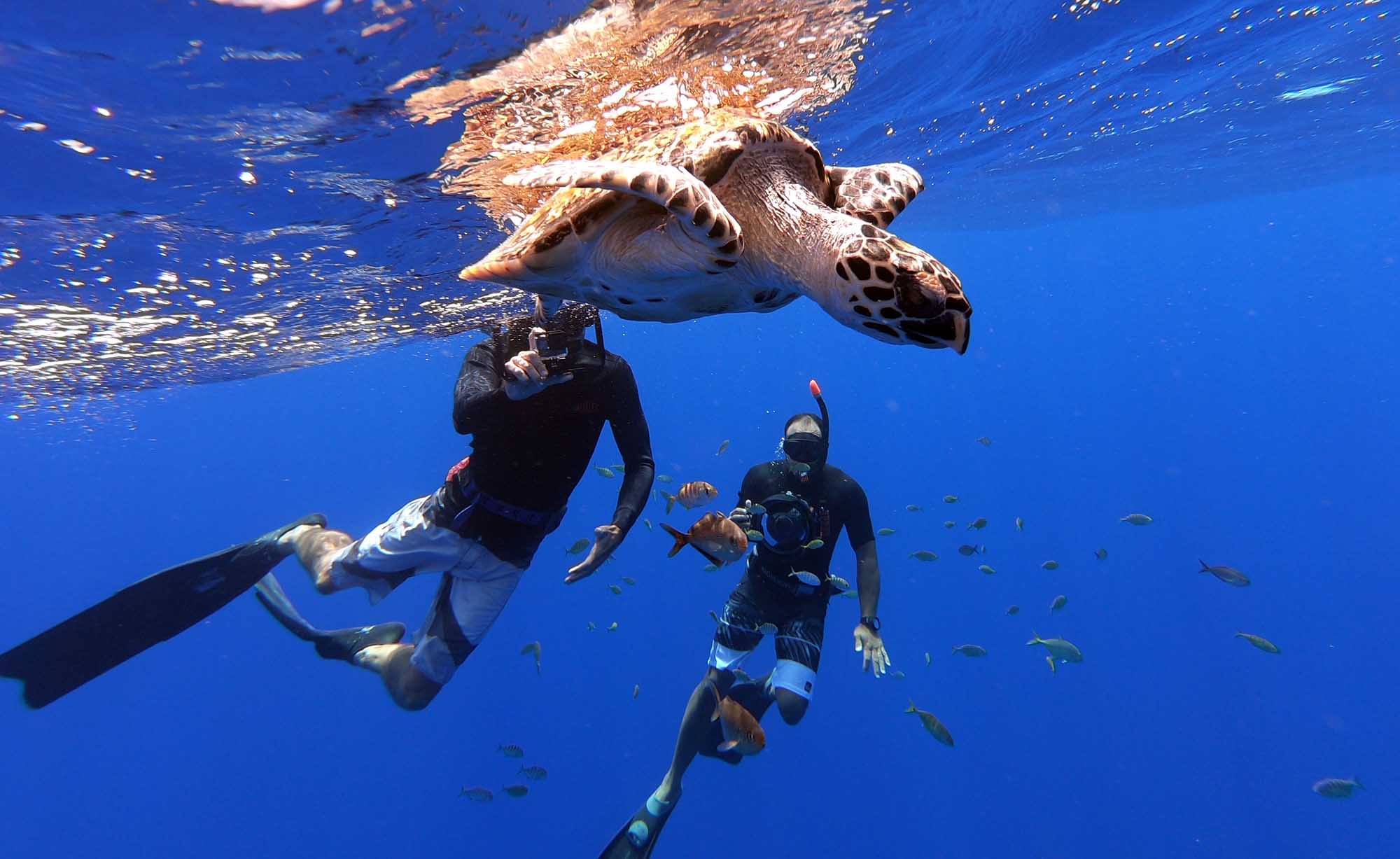 Open water snorkeling bird watching sharks dolphins pelagic private boat tours moorea ocean adventures