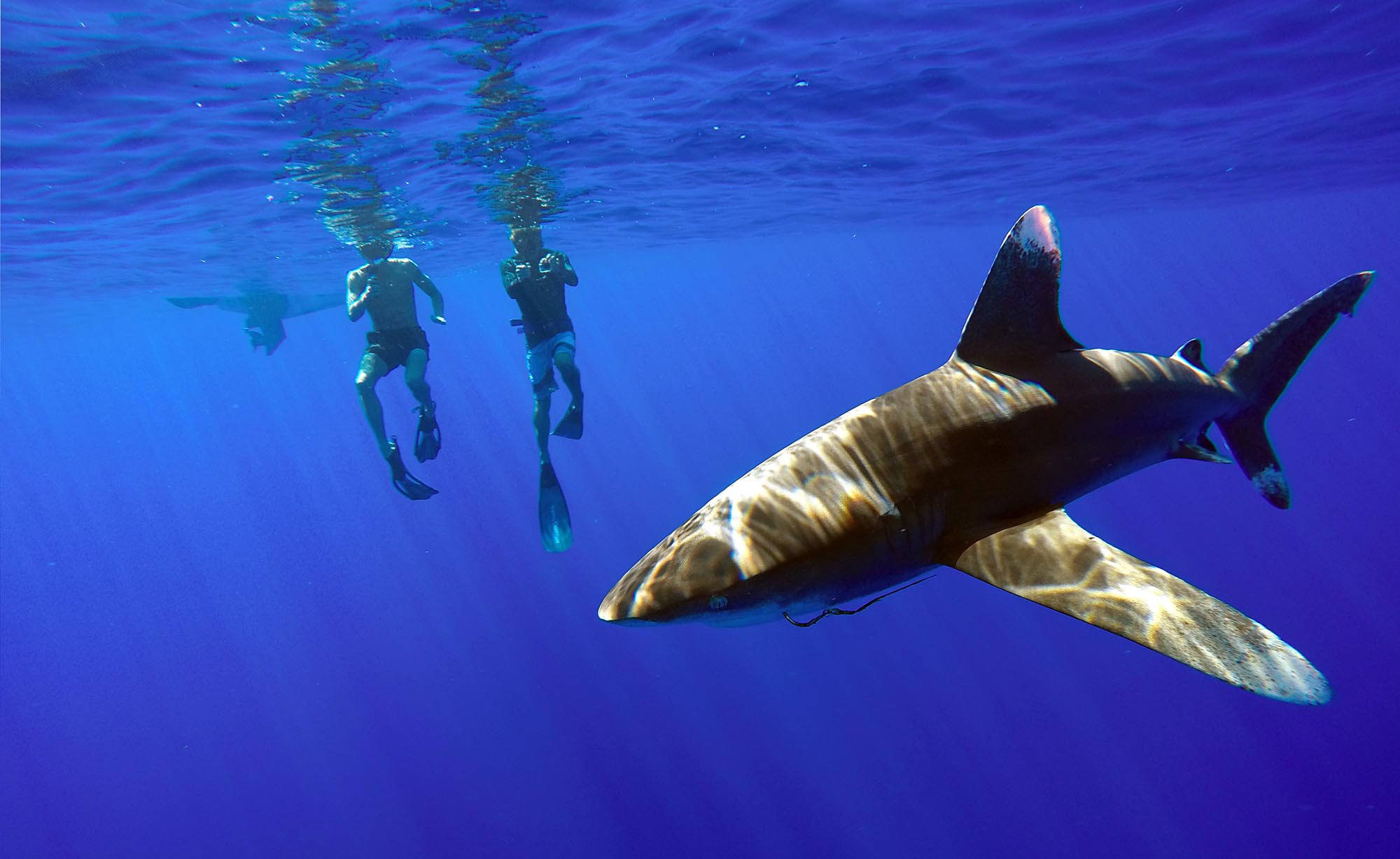 Open water snorkeling bird watching sharks dolphins pelagic private boat tours moorea ocean adventures