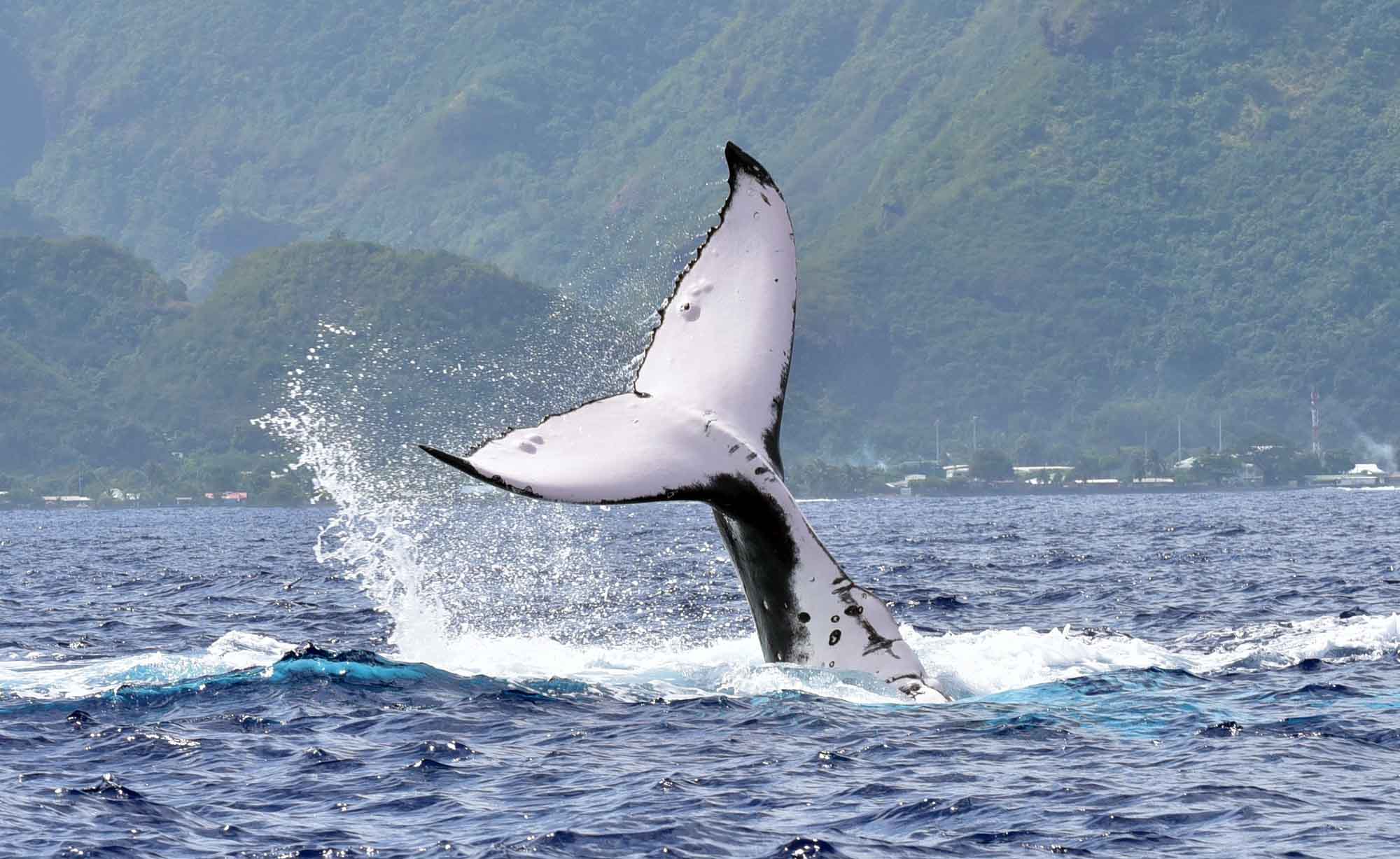 Whale Swim Whale watching Humpback Best private Boat Snorkeling Tour Moorea french Polynesia Tahiti