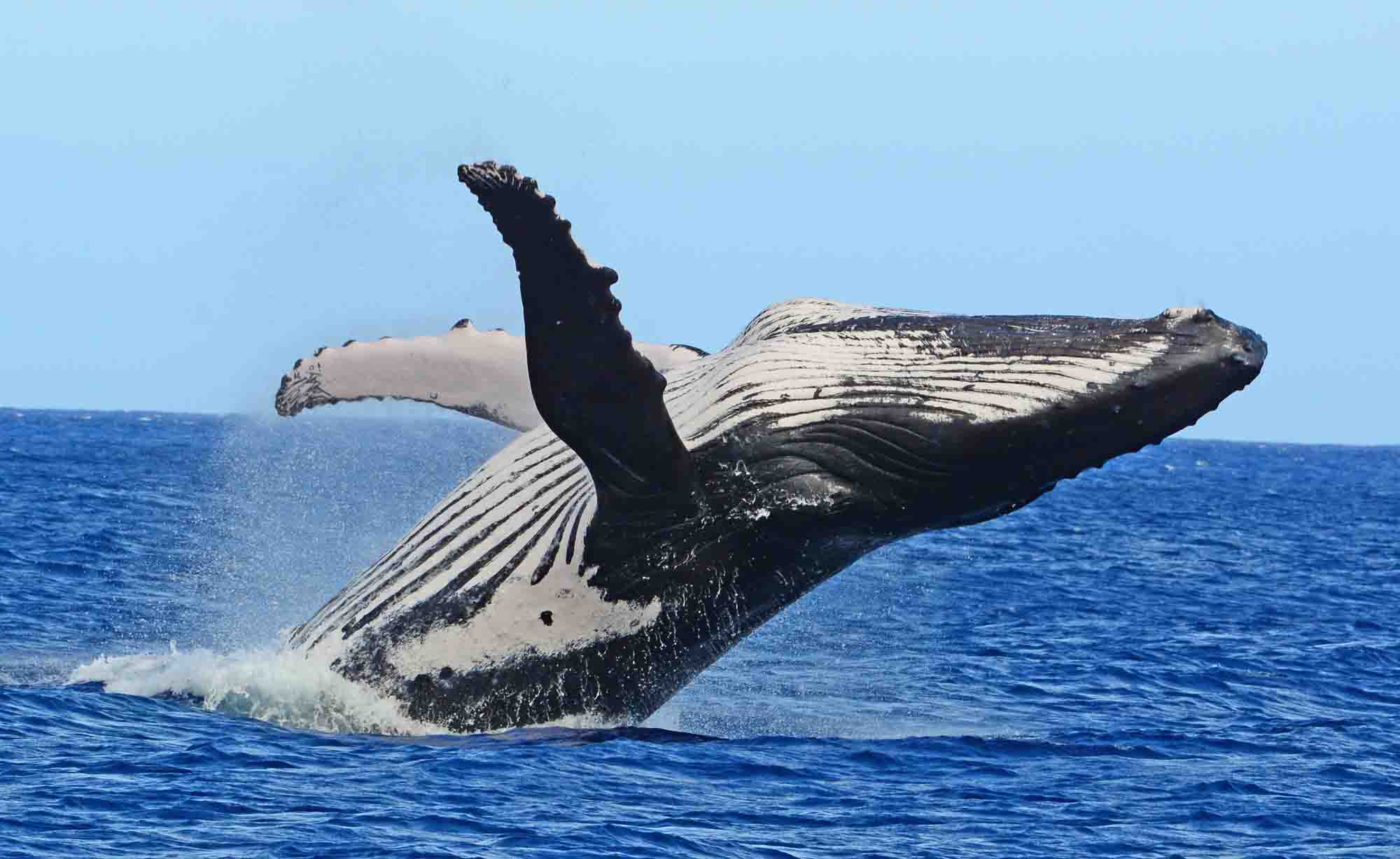 Whale Swim Whale watching Humpback Best private Boat Snorkeling Tour Moorea french Polynesia Tahiti