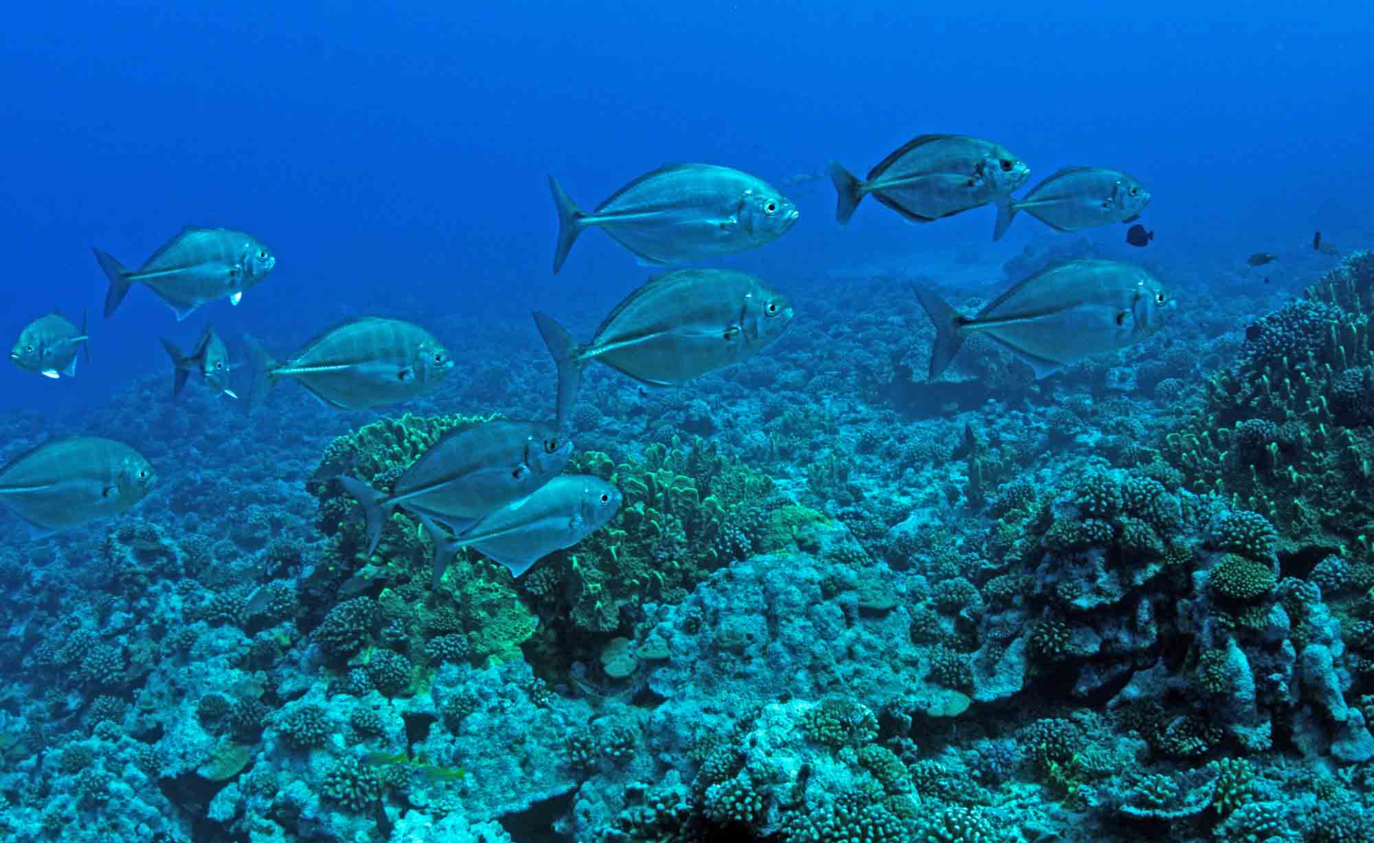 Coral reefs Snorkeling Tropical Fish Best Boat Tour lagoon Freediving Moorea Ocean Adventures Tahiti