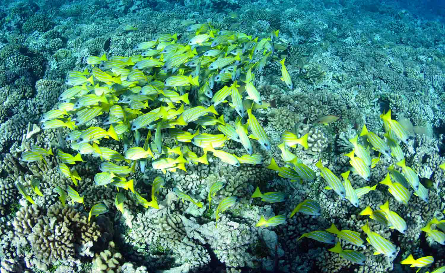Coral reefs Snorkeling Tropical Fish Best Boat Tour lagoon Freediving Moorea Ocean Adventures Tahiti