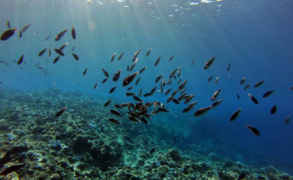 Moorea Private Snorkeling Tours - Moorea Ocean Adventures