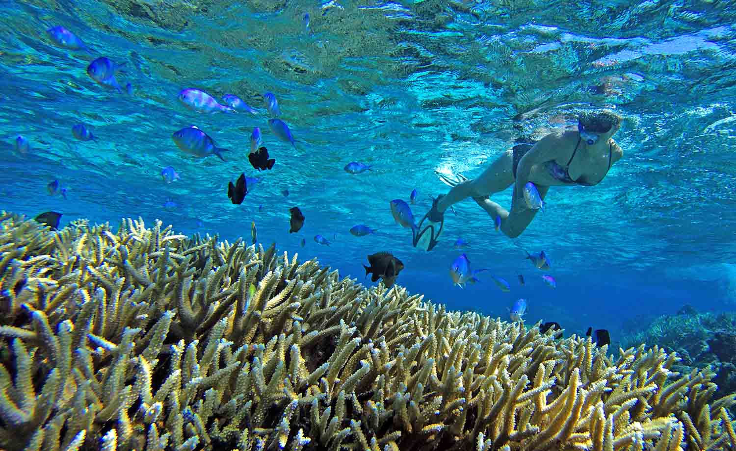 Private Snorkeling Tour Coral reefs Lagoon fish Boat Tour Moorea Ocean Adventures Island Discovery