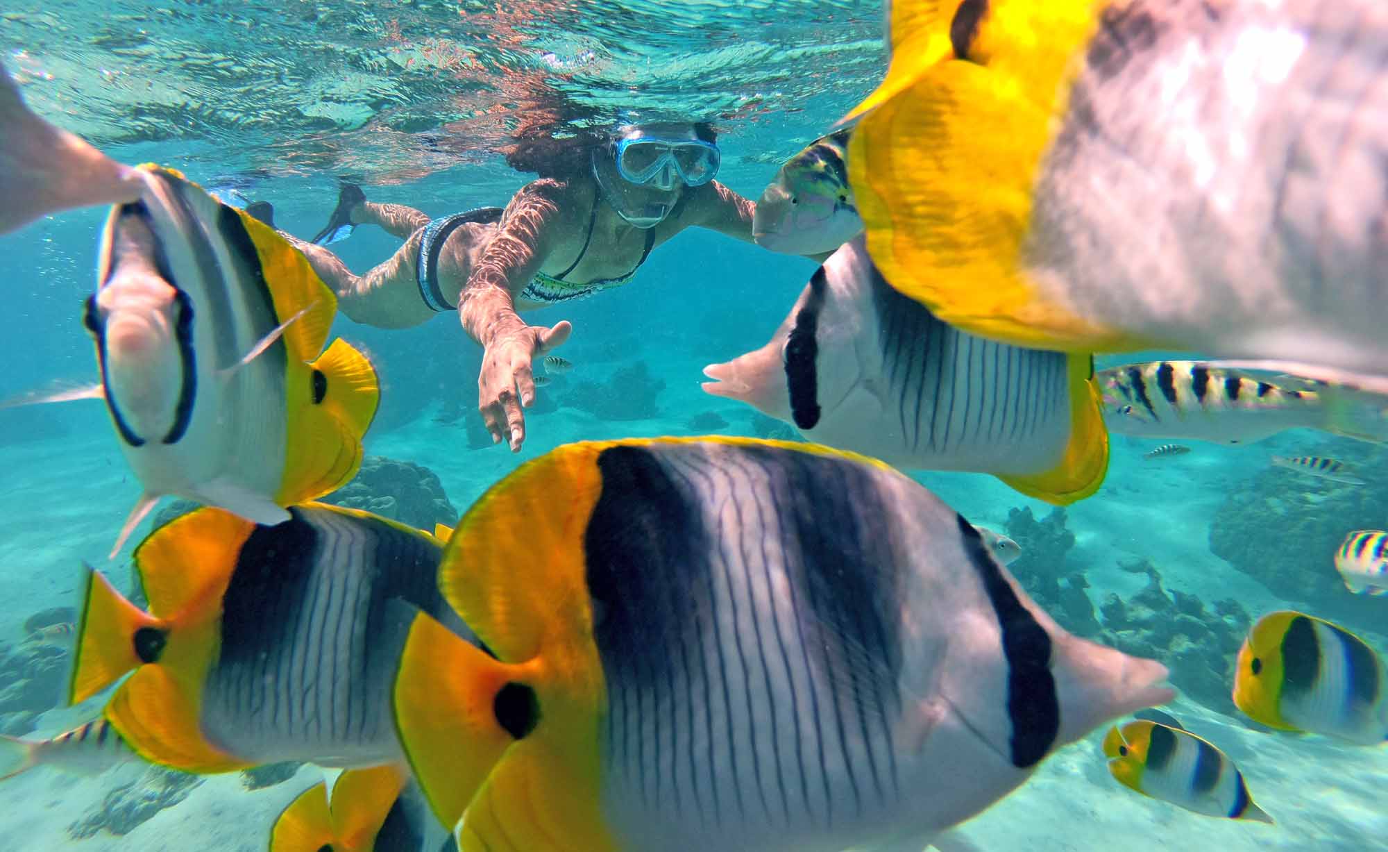 Private Snorkeling Tour Coral reefs Lagoon fish Boat Tour Moorea Ocean Adventures Island Discovery