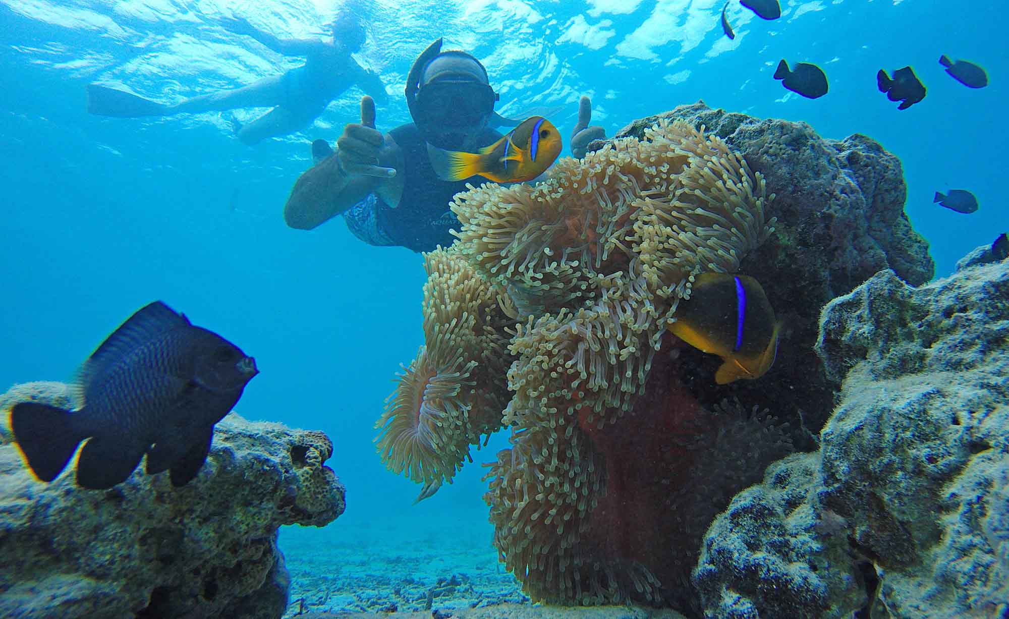 Private Snorkeling Tour Coral reefs Lagoon fish Boat Tour Moorea Ocean Adventures Island Discovery