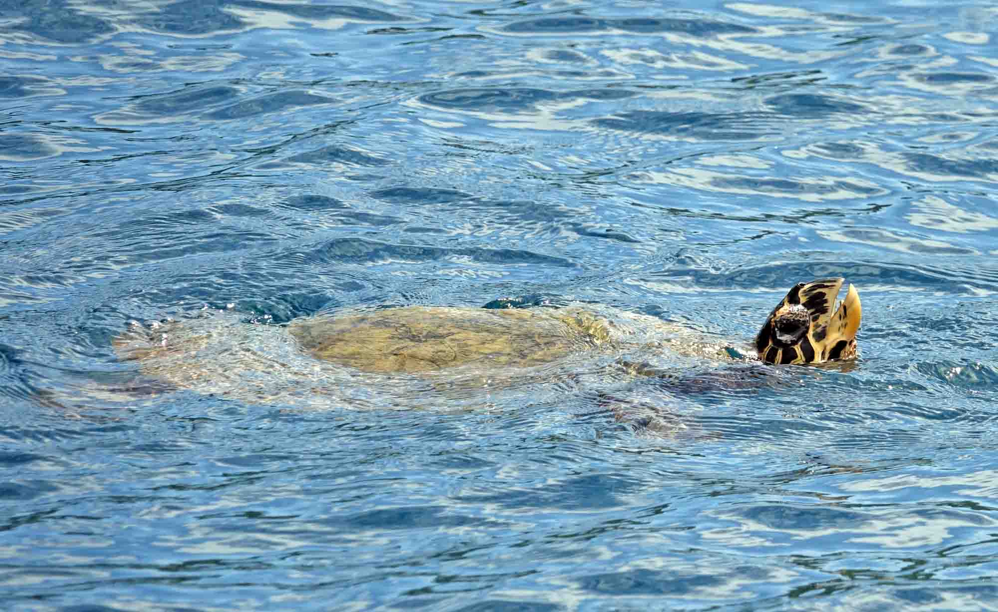 Hawksbill and Green Seaturtles Moorea Tahiti Snorkeling Tour Swim with turtles Private Boat Ocean Adventures