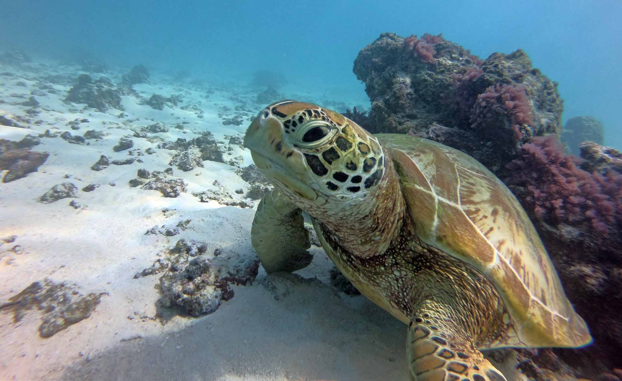 Hawksbill and Green Seaturtles Moorea Tahiti Snorkeling Tour Swim with turtles Private Boat Ocean Adventures