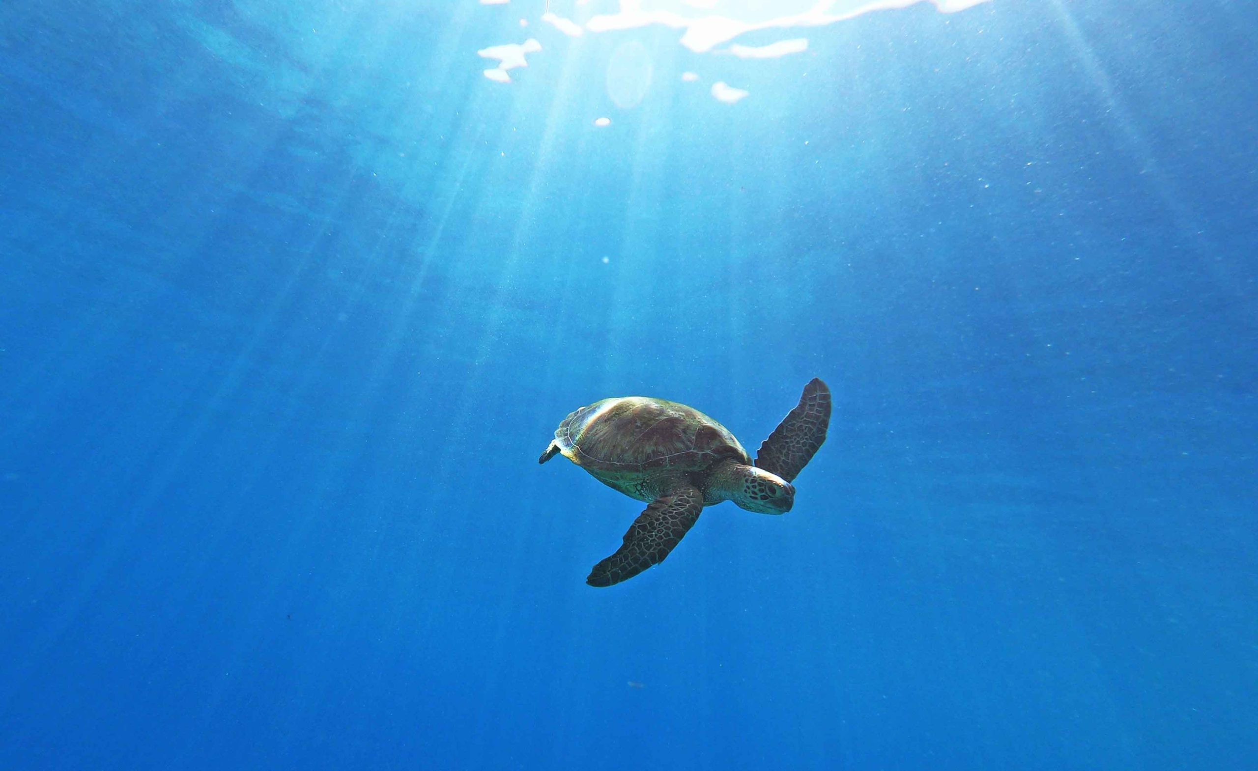 Hawksbill and Green Seaturtles Moorea Tahiti Snorkeling Tour Swim with turtles Private Boat Ocean Adventures