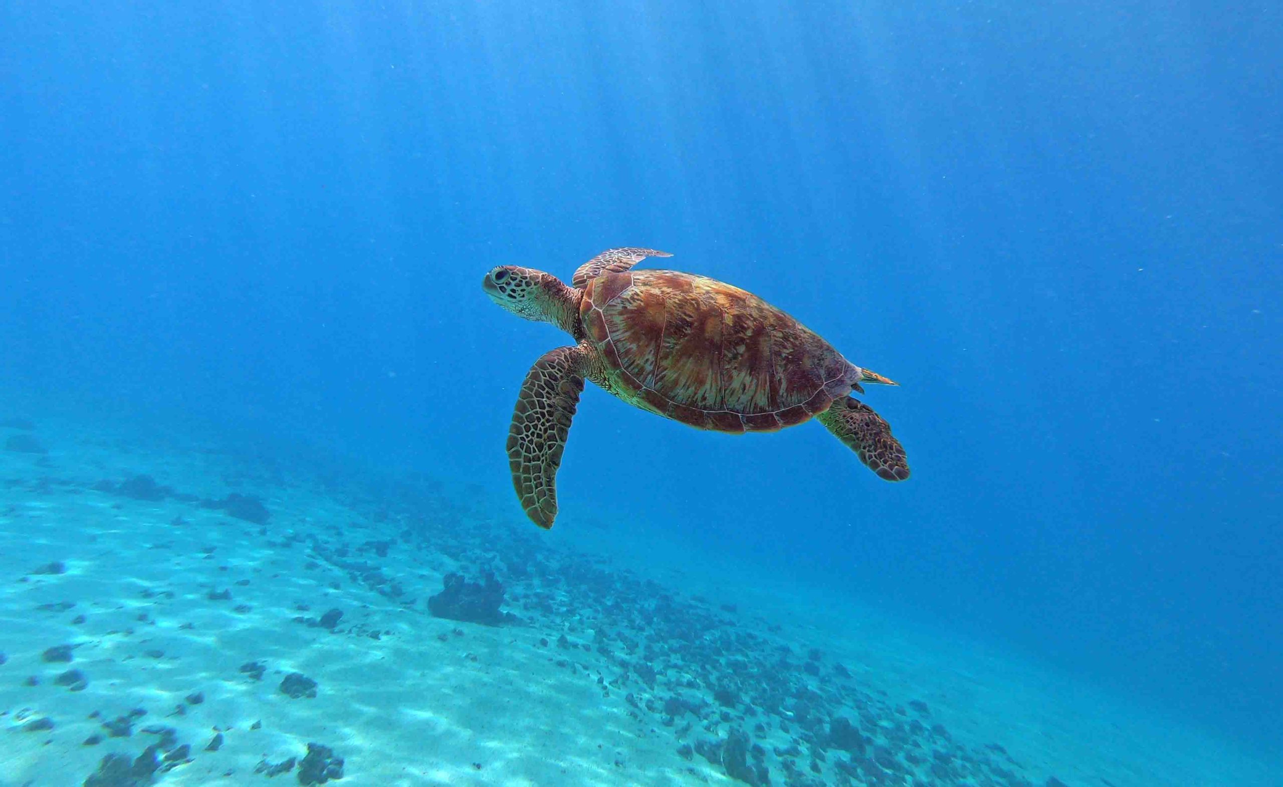 Hawksbill and Green Seaturtles Moorea Tahiti Snorkeling Tour Swim with turtles Private Boat Ocean Adventures